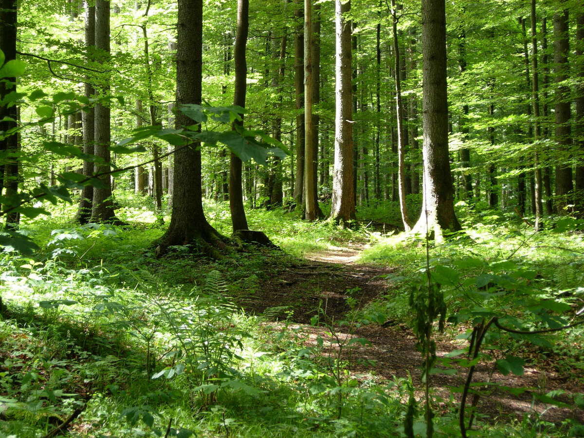 Waldbild klein