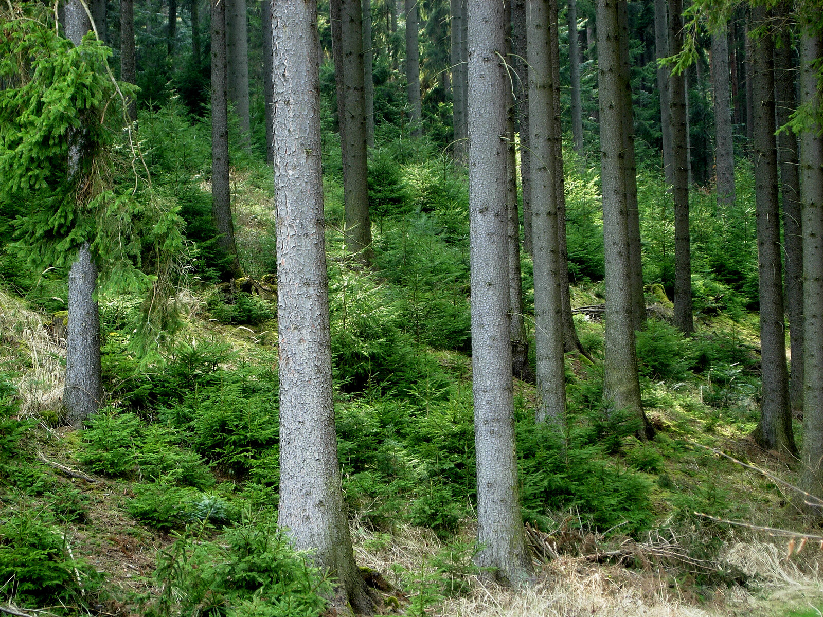 c Anna Schreiner Waldfoto DSCN